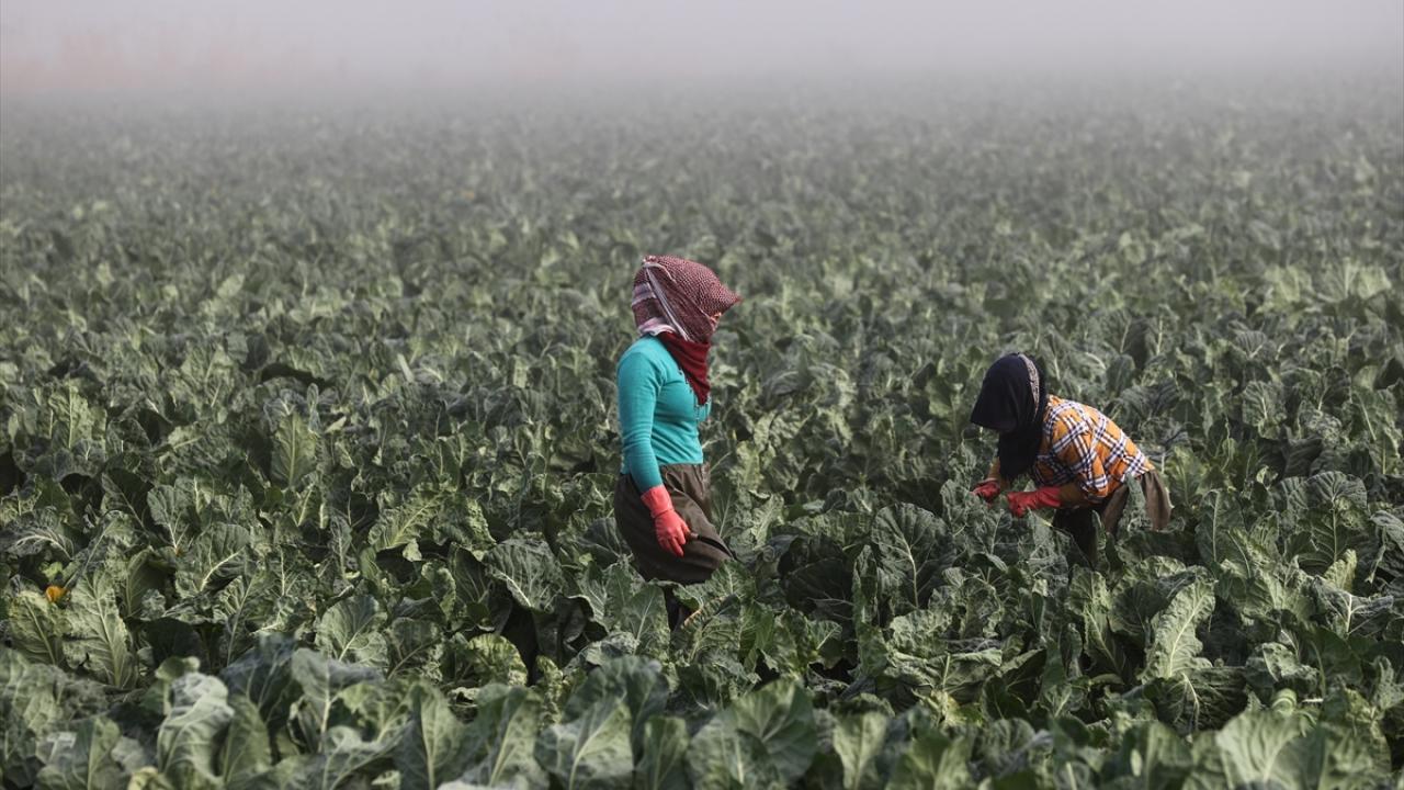"Torbalı`da 10 bin dekarda üretim devam ediyor"