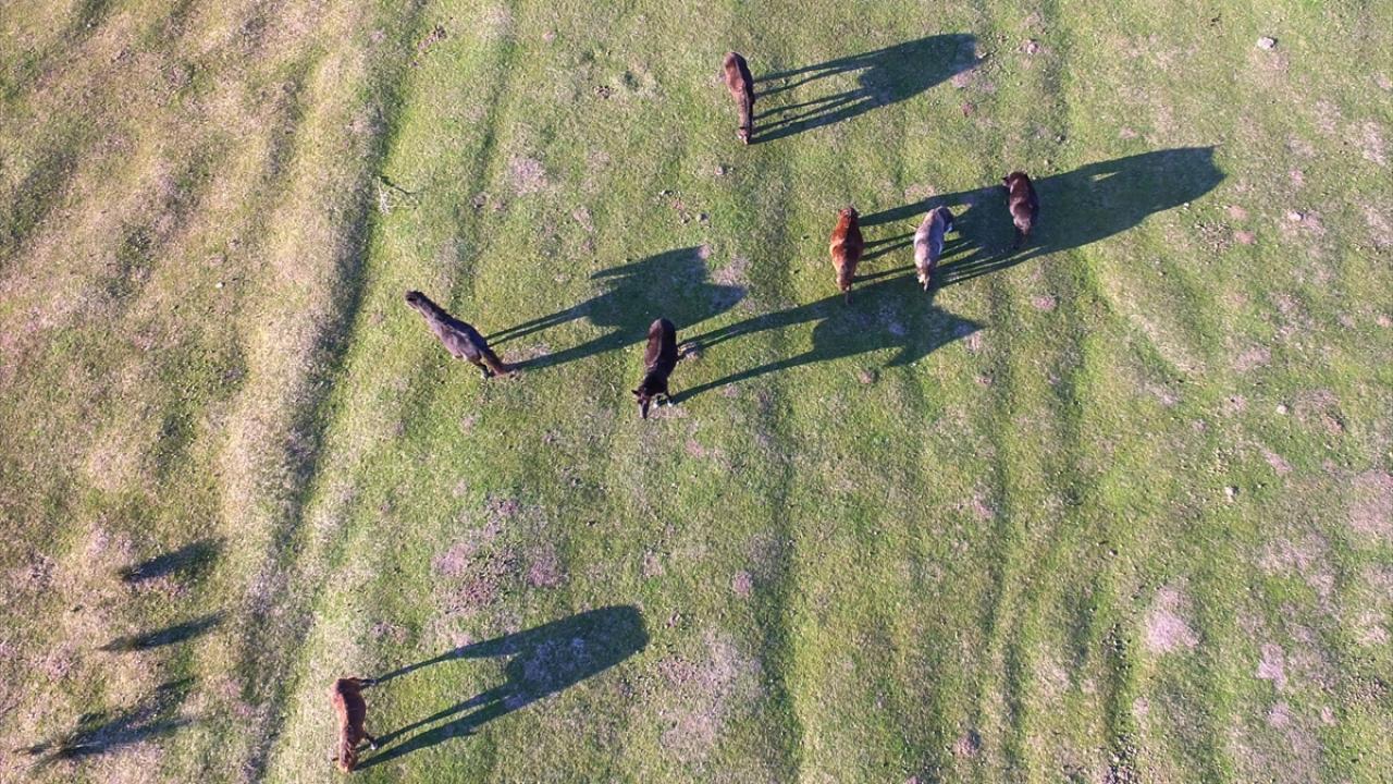 Deltada bulunan 300 civarındaki yılkı atı, fotoğraf tutkunlarına görsel şölen sunuyor.