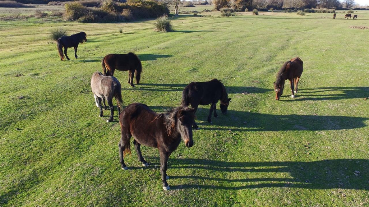 19 Mayıs Belediye Başkanı Osman Topaloğlu, Cumhurbaşkanlığı tarafından kesin korunacak hassas alan ilan edilen Kızılırmak Deltası Kuş Cenneti`nin, uluslararası öneme sahip olduğunu söyledi.