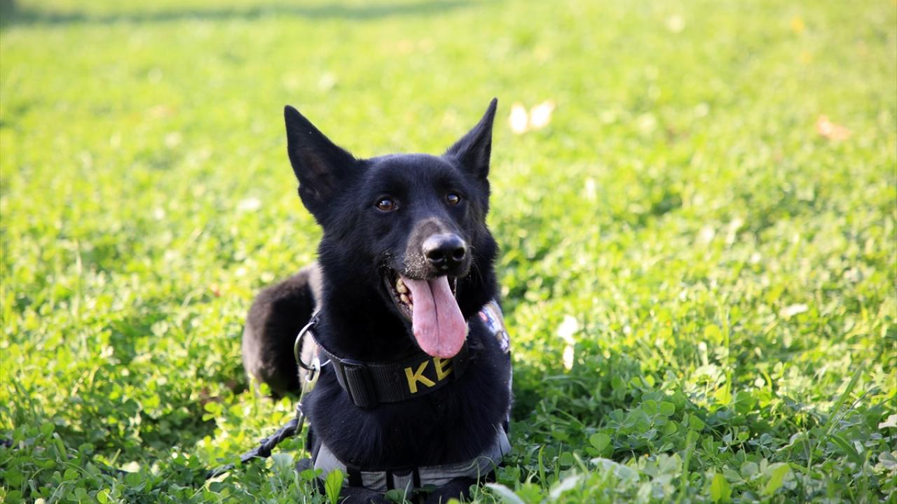 Katıldıkları operasyonlarda ekiplerin iş yükünü hafifleten ve akla gelmeyen yerlere zulalanan uyuşturucuya anında tepki veren dedektör köpekler, zehir tacirlerinin "korkulu rüyası" oldu.