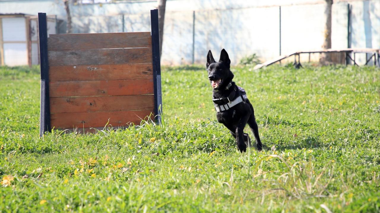 Narkotik Suçlarla Mücadele Şube Müdürlüğü bünyesindeki dedektör köpekler "Black", "Brego", "Anka" ve "Mila", geçen yılki operasyonlarda hassas burunlarıyla ekiplerin en büyük yardımcısı oldu.