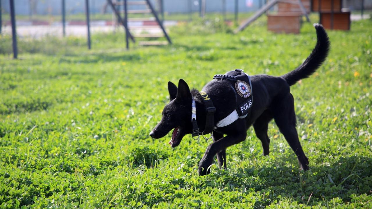 Emniyet Teşkilatının "can dostlarının" katıldığı operasyonlarda gözaltına alınan zanlılardan 807`si tutuklandı.