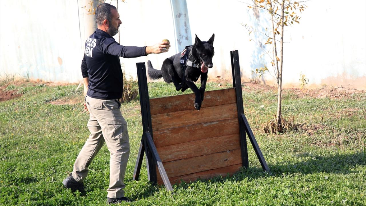 Narkotik köpeklerin eğitmenlerinden polis memuru Ercan Okatan, "Black", "Brego", "Anka" ve "Mila"nın ekiplerin en önemli destekçilerinden olduğunu söyledi.