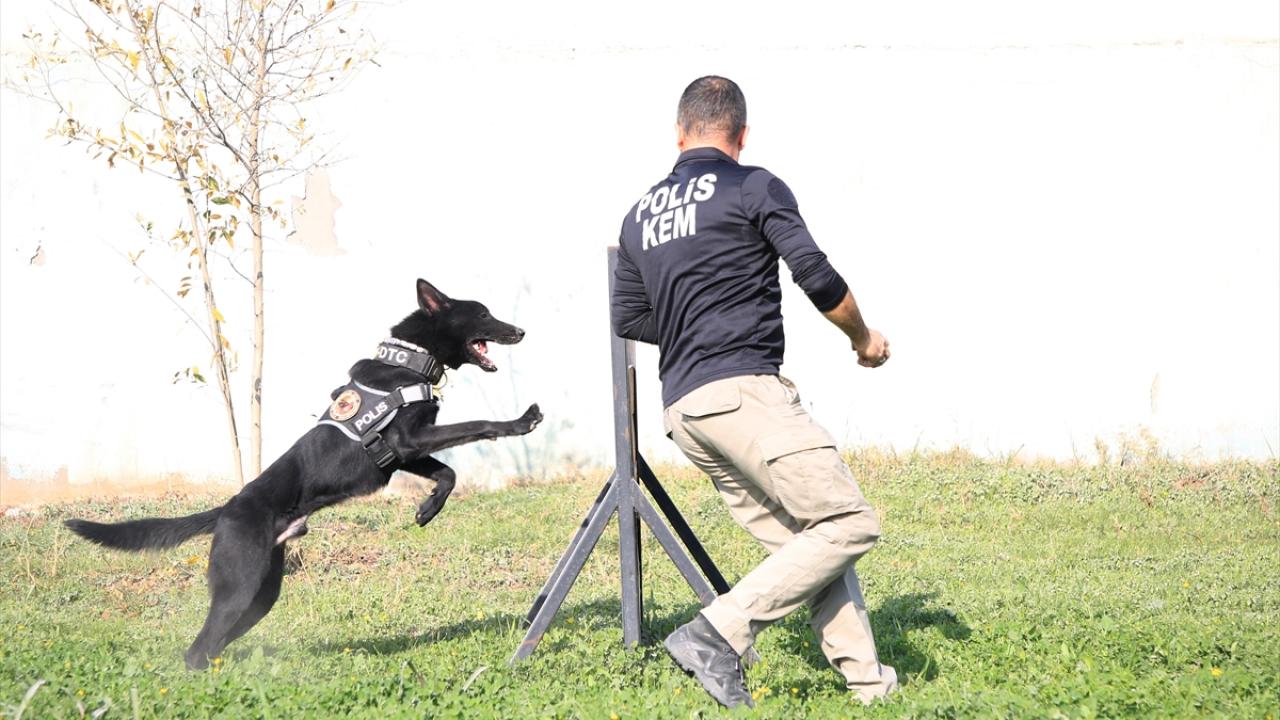 Okatan, zehir tacirlerinin zulalarını dedektör köpekler sayesinde bulduklarını, bu açıdan "can dostlarının" ekiplere önemli katkı sunduğunu dile getirdi. 