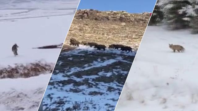 Ardahanda yiyecek arayan yabani hayvanlar köylere kadar indi
