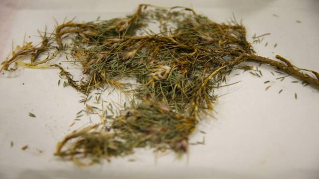 Geven otundan elde edilen molekül kanserle savaşacak