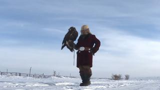 Kazakistan'ın milli sporu: Kartalla avcılık