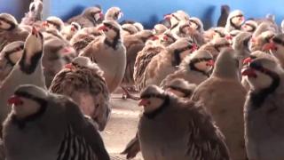 Yozgat’ta üretilen 15 bin kınalı keklik 23 ilde doğaya salınacak