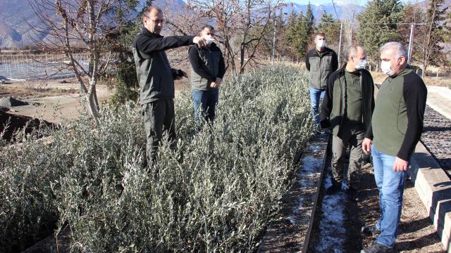 Artvinde yeni zeytin bahçeleri kuruluyor