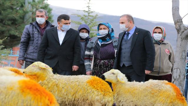 Aksaray Valiliği koyunları telef olan Şerife nineyi sevindirdi