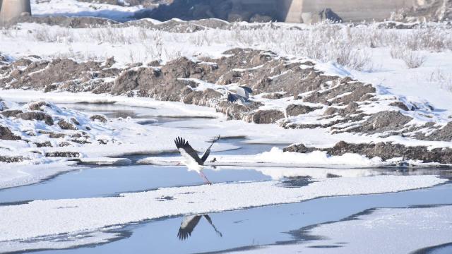 Karstaki sulak alanlar göçmen kuşları ağırlıyor