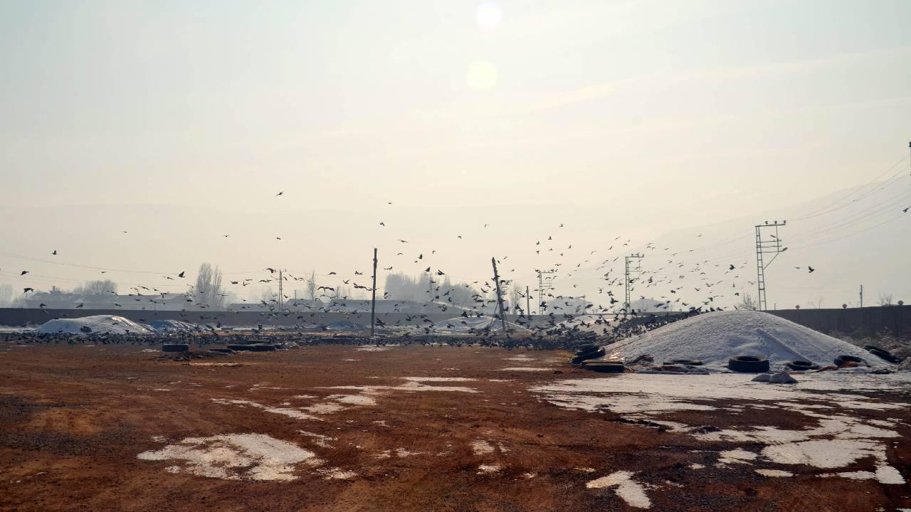 Soğuk havada yem bulamayan kuşlar yem fabrikasına dadandı