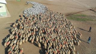 Annelerine kavuşmak isteyen kuzuların rekabeti