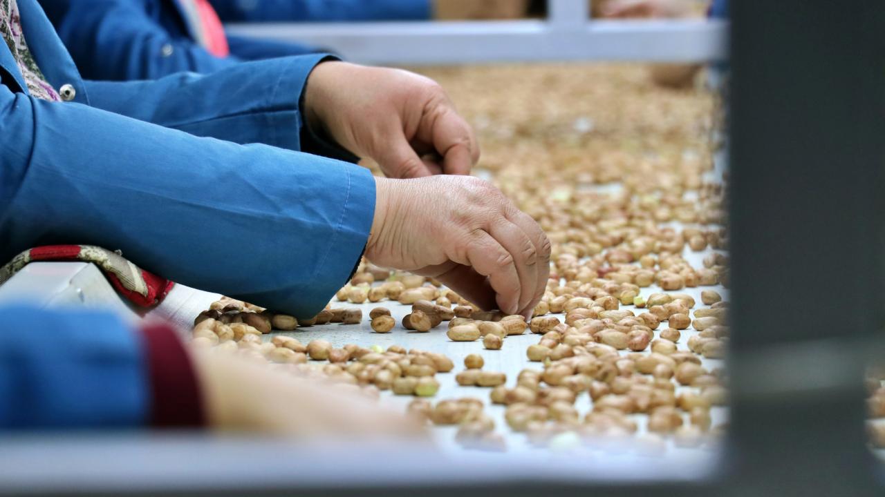 Osmaniye'de yer fıstığının ekim alanları genişledi rekoltesi arttı