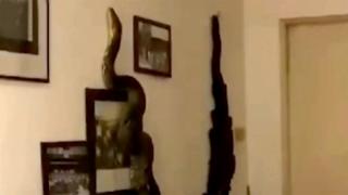 Tayland’da dev piton eve girdi