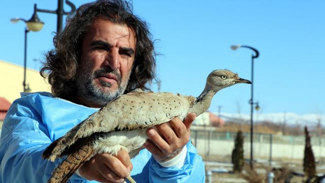 Türkiyede nadir görülen yakalı toy kuşuna Bitliste rastlandı