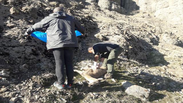 Tuncelide nesli tehlike altındaki 8 yaban keçisi telef oldu