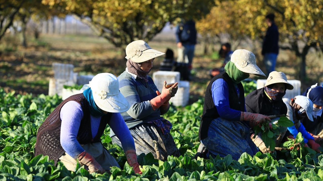 "Bu yıl güzel talep var"