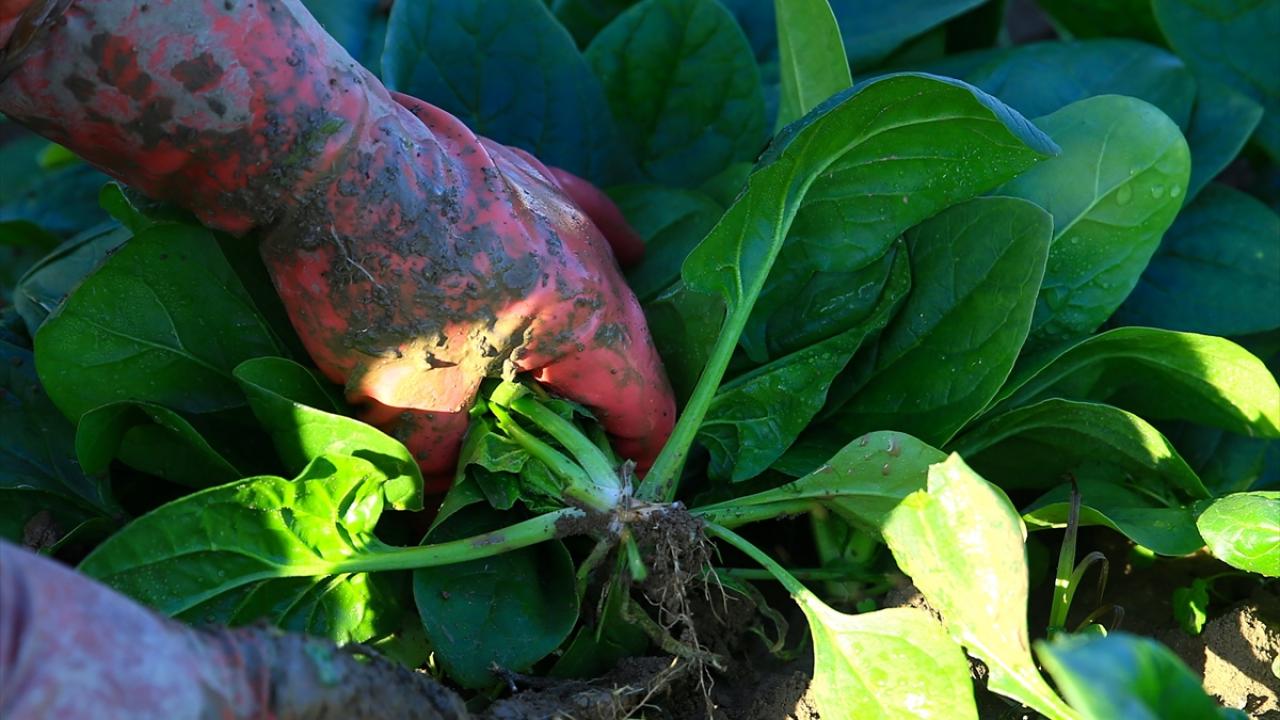 "Bir dönümden 2-3 ton arasında ıspanak hasat edebiliyoruz"