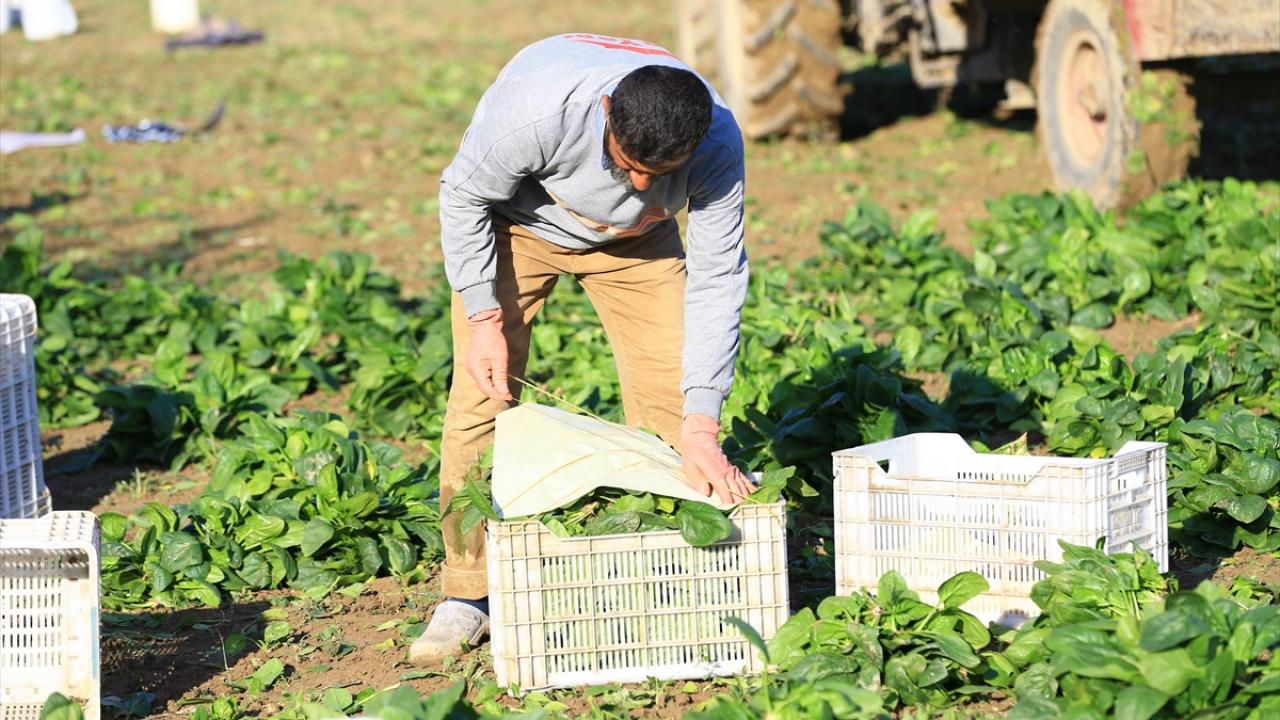 İşçi Fisun Açıkalın da ıspanak hasat ederek günlük 80 lira ücret aldığını söyledi.