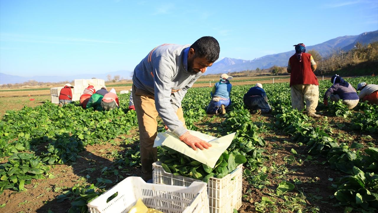 "Ispanağı olanın yüzü güldü"