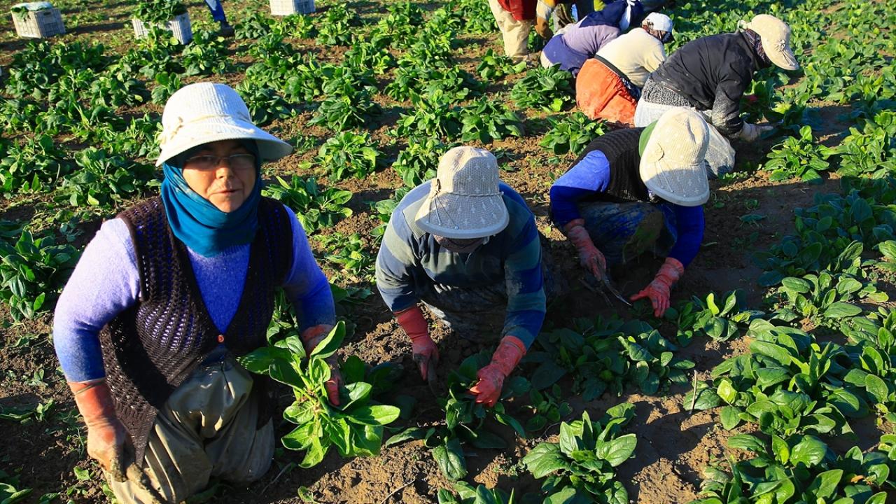 Açıkalın, ıspanak toplamak için zaman zaman uzak yerlere de gittiklerini, çalışarak aile bütçesine katkıda bulunduğunu kaydetti.