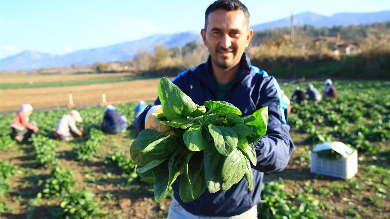 Ispanak tüccarı Rasim Demir, Bayat Mahallesi`nde yıllardan beri ıspanak yetiştirdiğini söyledi.