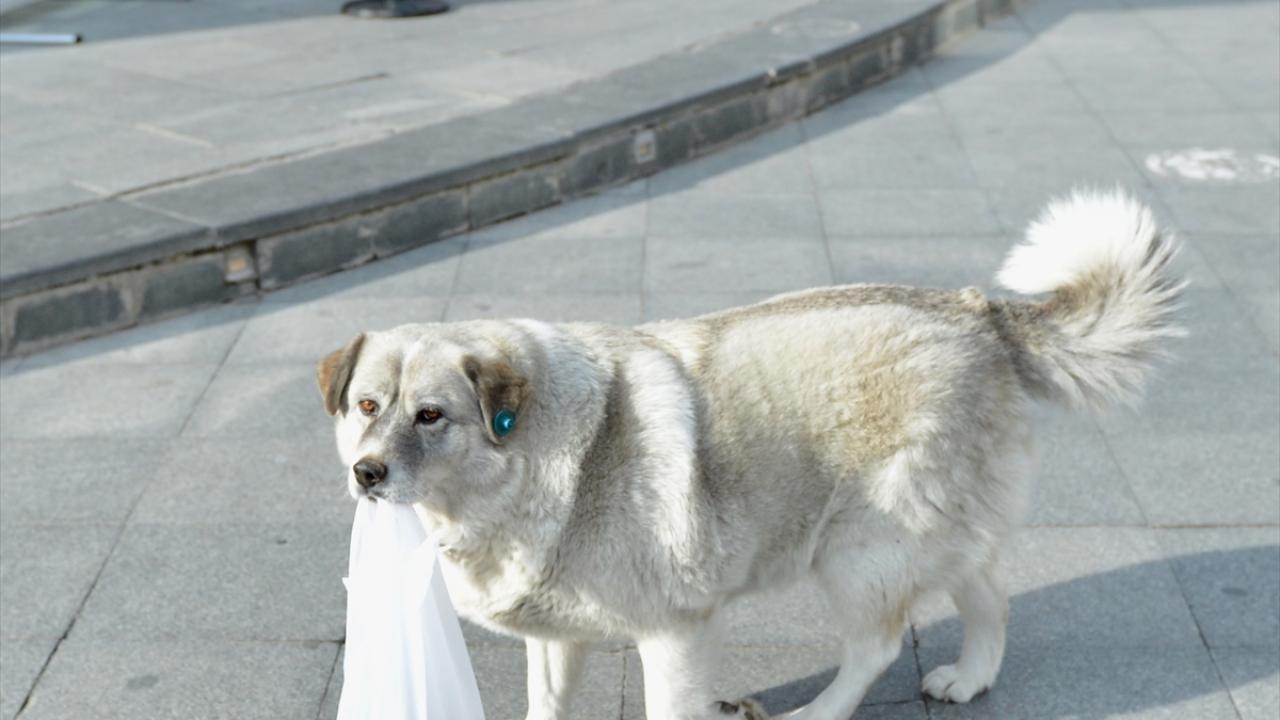 Bu hayvanlardan biri olan "koyun" adlı sokak köpeği, poşet içerisinde kendisine verilen mamayı ağzında taşıyarak uygun bir yerde tüketiyor.