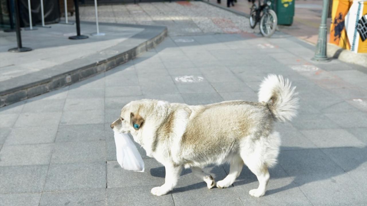 Hoşnudiye Mahallesi İsmet İnönü Caddesi`ndeki bir iş yeri sahibi, her gün düzenli olarak sokak hayvanlarını besliyor.