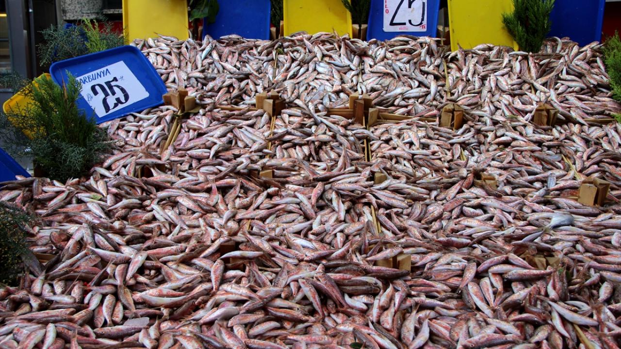 Bol avlanmasıyla barbunun kilogram fiyatı 25 liraya kadar geriledi.