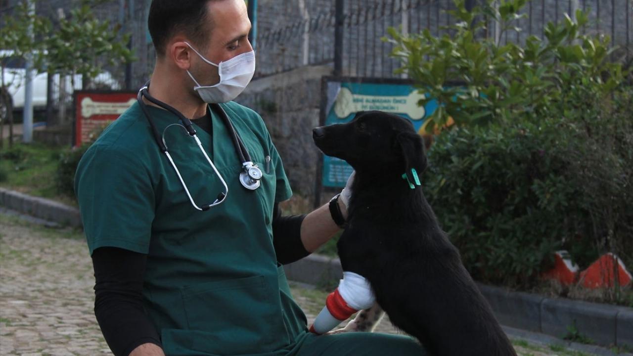 Kavak Belediyesi görevlileri, "Jack" adı verilen sokak köpeğini yaklaşık 3 ay önce ön iki bacağı kırık halde buldu. 