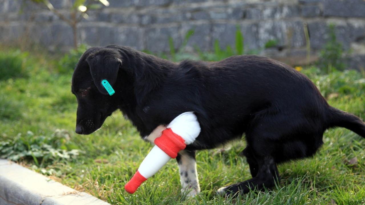 Samsun Büyükşehir Belediyesi Güçten Düşmüş Sahipsiz Hayvan Merkezine getirilen sokak köpeği, burada tedavi altına alındı.