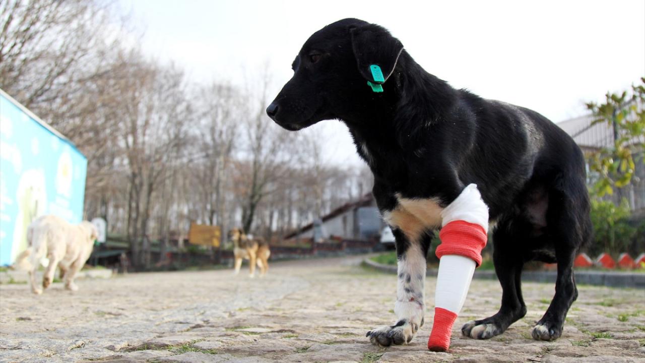 Bir bacağı iyileşen Jack`in diğer bacağı enfeksiyon sonucu kesildi. Merkezde görevli veteriner hekim Emre Pınar, 3 bacakla yürümekte zorluk çeken sokak köpeğine protez bacak tasarladı.