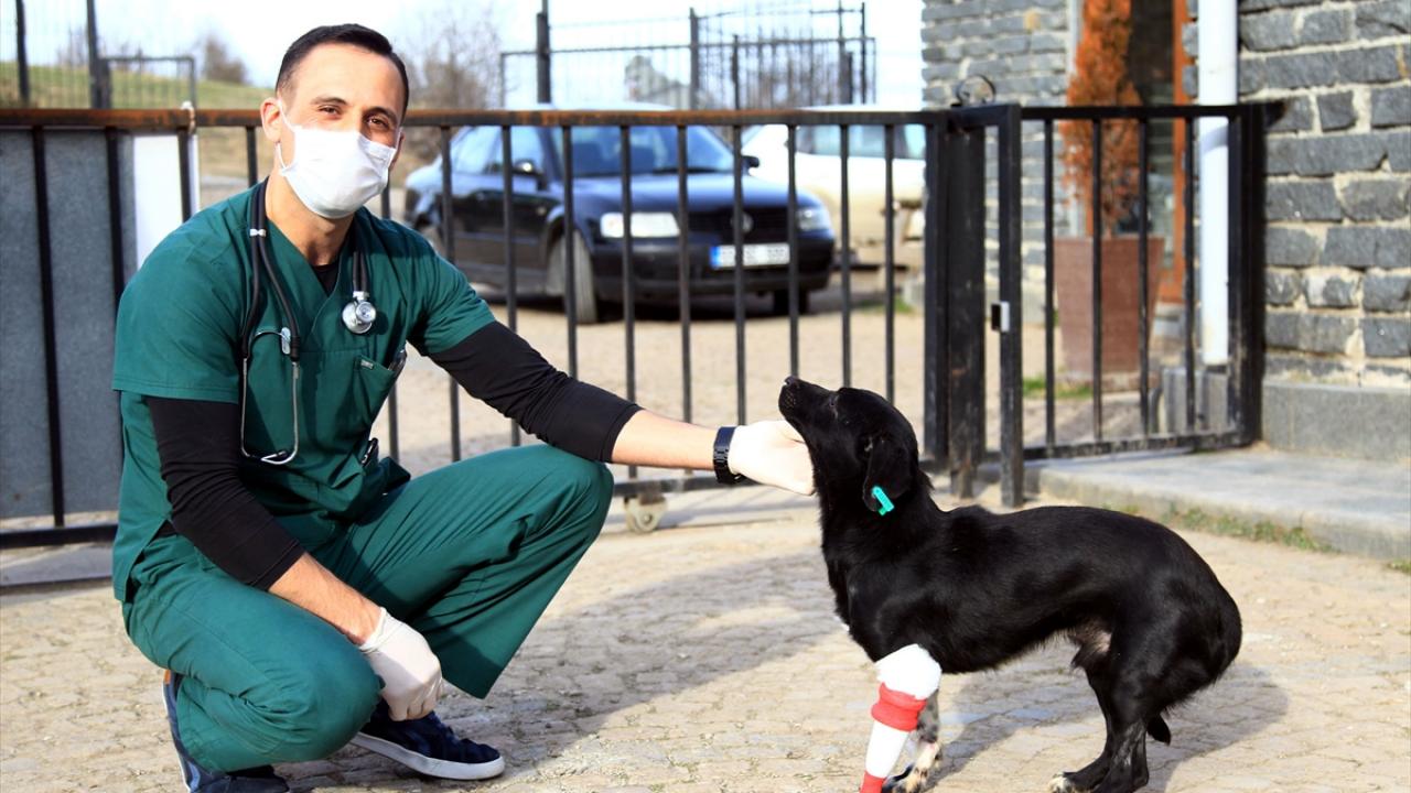 3D programı ile taranarak ölçü alınmasının ardından 1 aylık tedavi süreci sonucunda 3 boyutlu yazıcıdan protez bacak çıkarılarak köpeğe takıldı.