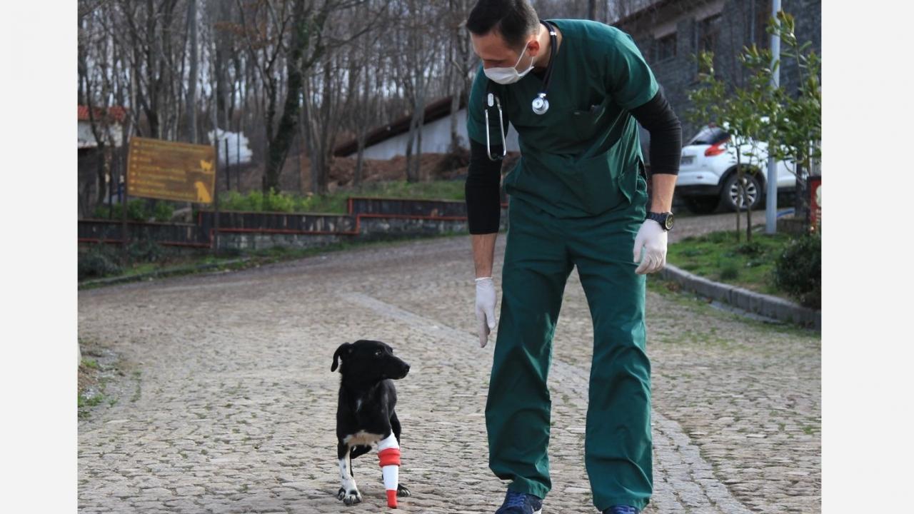 Merkezin bahçesine salınan Jack, diğer köpeklerle birlikte yeniden mutlu şekilde yaşamaya başladı.