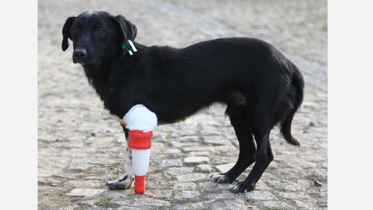 Veteriner hekim Pınar, sokak köpeğinin kendilerine geldiğinde ön iki bacağında ciddi kırık ve enfeksiyonlar olduğunu söyledi.