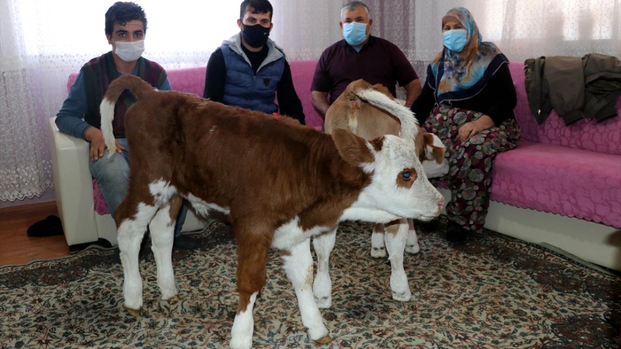 Bu durumda üzüntü duyan Öksüz ailesi, "Fındık" ve "Fıstık" isimlerini verdikleri ikiz buzağılarının bakımını üstlendi.