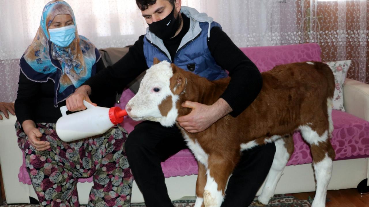 Soğuk nedeniyle hastalanmamaları için buzağıları evlerine alan aile, biberonla besledikleri "Fındık" ve "Fıstık"a ilaçlarını da düzenli olarak veriyor.