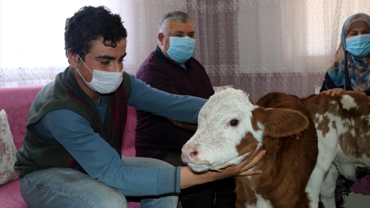 Gülşen Öksüz, ineklerinin bir hafta önce doğum yaptığını, buzağılara da o günden bu yana gözü gibi baktıklarını söyledi.