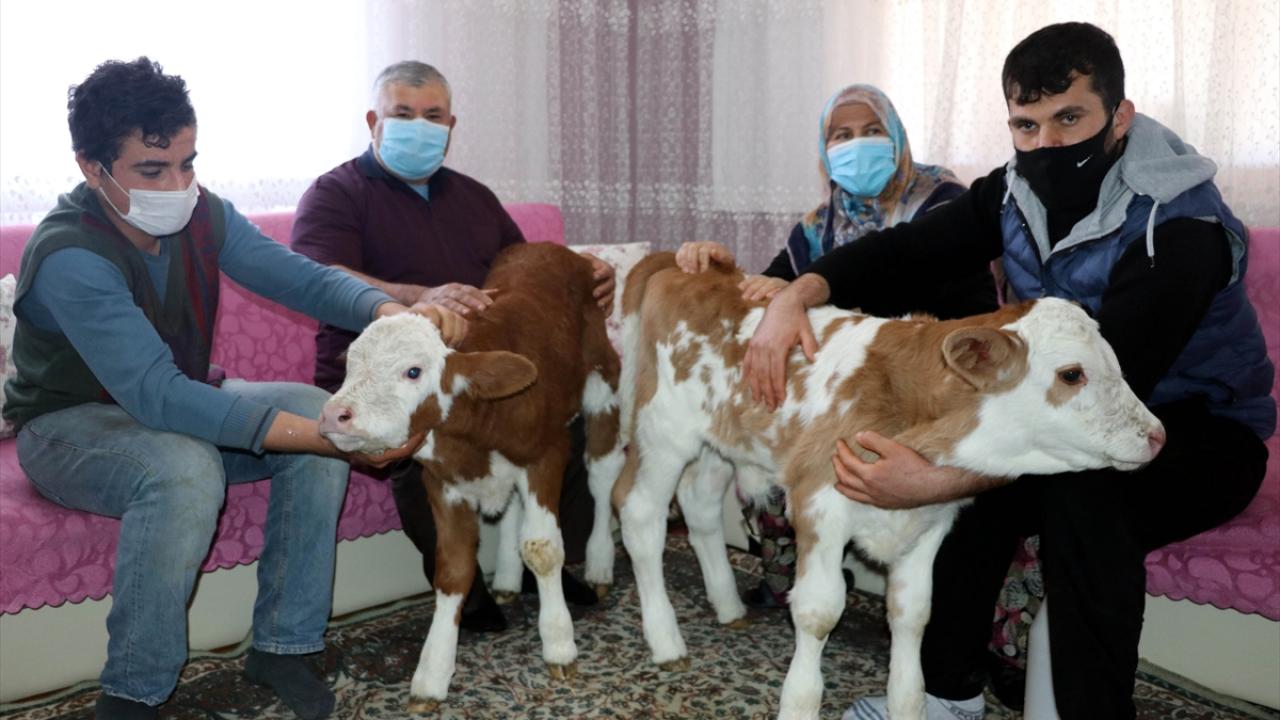 Merkeze bağlı Belmebük köyünde hayvancılık yapan Öksüz ailesinin inekleri bir hafta önce ikiz doğum yaptığı için rahatsızlanarak buzağılarını besleyememeye başladı.