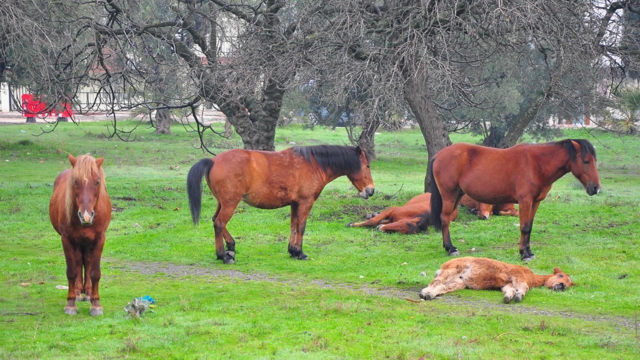 "Spil Dağı`na çıktığımızda da görüyoruz ama burada görmek çok daha başka bir şey"