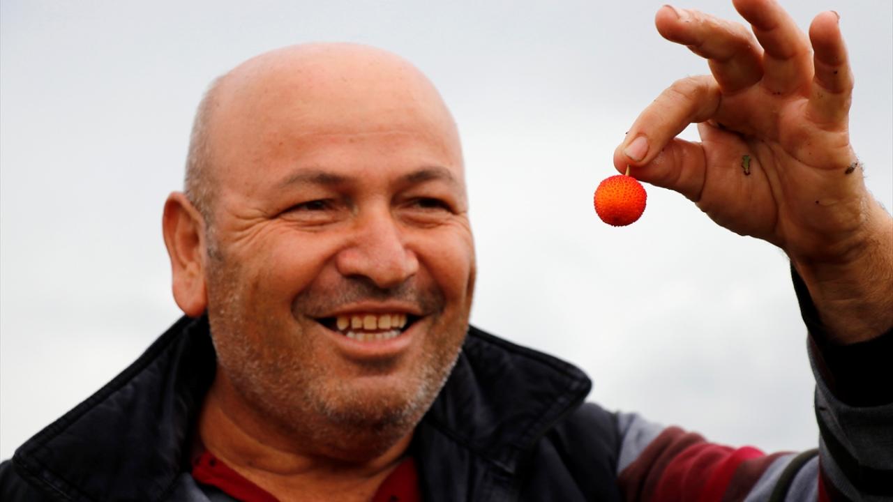  Muğla`nın Seydikemer ilçesinde, özel siparişle dağ çileği toplayan köylüler ek gelir elde ediyor.