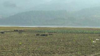 Kuruyan göl ıspanak tarlası oldu