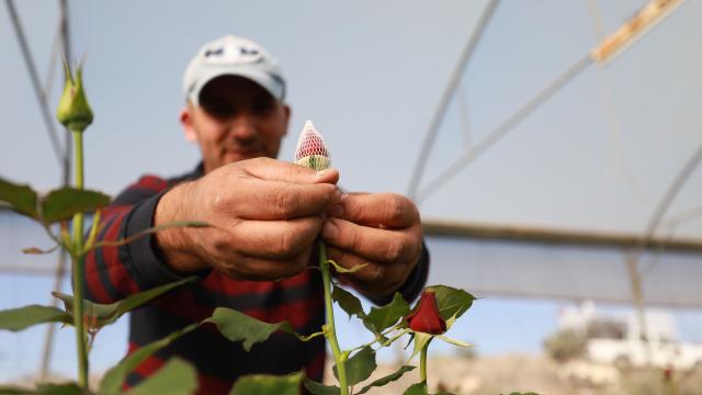 Filistinli Mümin, nadir çiçek türleri üreterek İsrailin bu alandaki tekeliyle mücadele ediyor