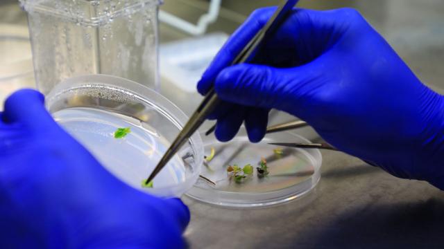 Gökova susamı özel laboratuvarda donduruluyor