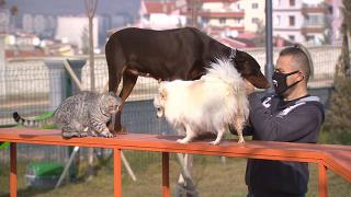 Ankara'da evcil hayvanlar oyun parkında özgürce dolaşıyor