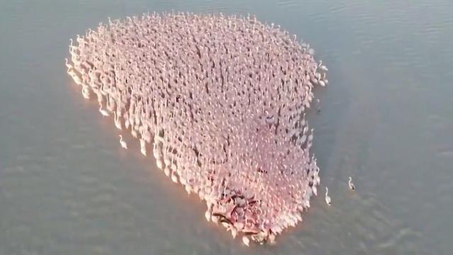 Kazakistanda flamingo sürüsü ilk kez dronla görüntülendi
