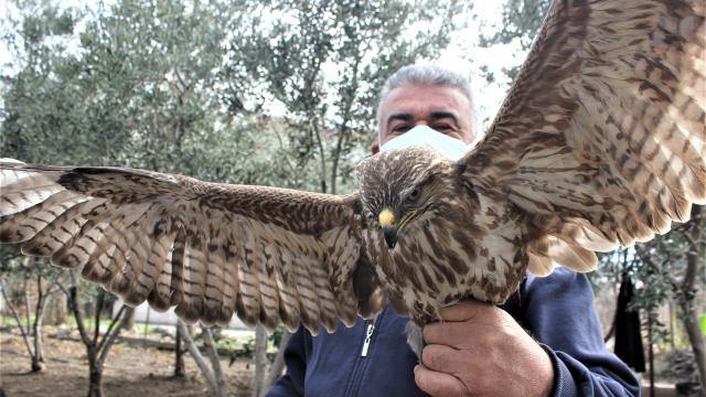 Osmaniyede yol kenarında yaralı bulunan kızıl şahin tedavi altına alındı