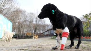 Jack'e 3 boyutlu yazıcıdan protez yapıldı