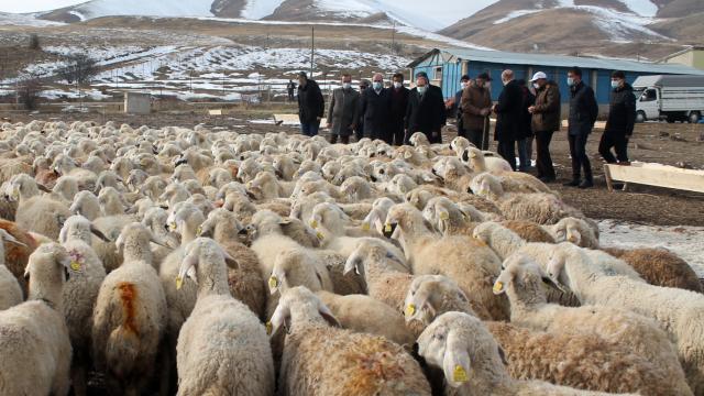 Bayburtta 4 çiftçiye 400 koyun verildi
